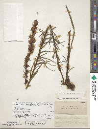 Liatris spicata image