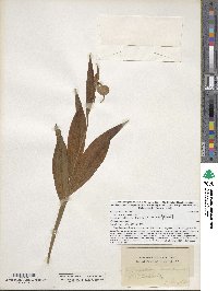 Image of Cypripedium candidum