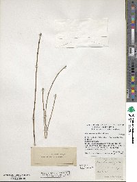 Equisetum variegatum image