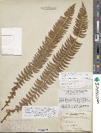 Polystichum lonchitis image