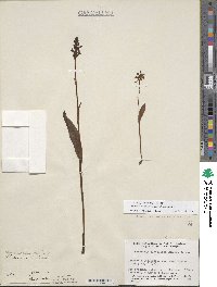 Platanthera clavellata image