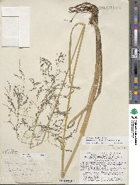 Image of Glyceria aquatica