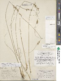 Image of Juncus dudleyi