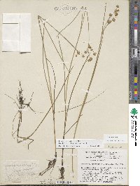 Juncus nodosus image