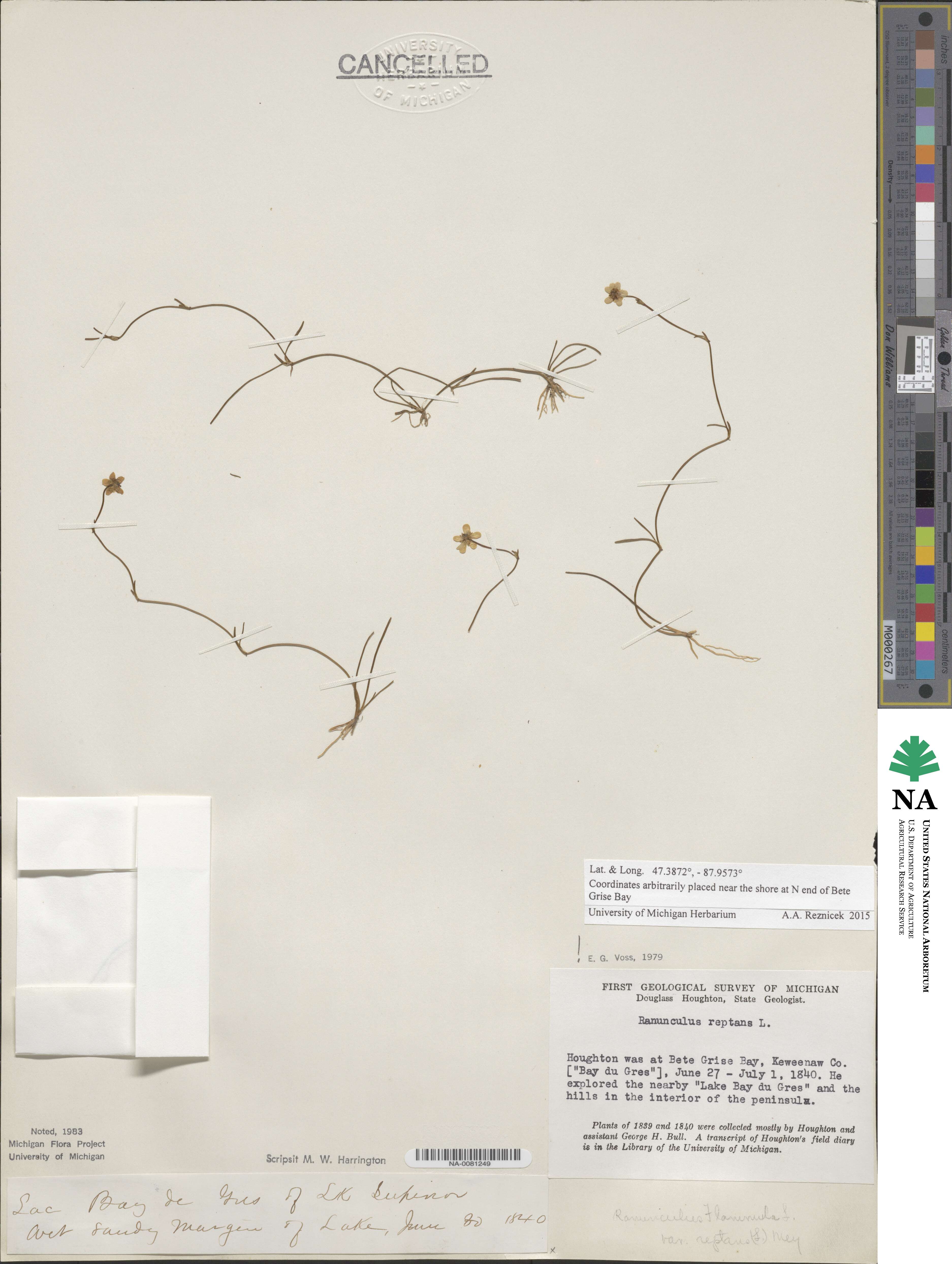 Ranunculus reptans image
