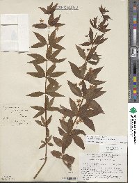 Lysimachia quadrifolia image