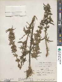 Urtica gracilis subsp. gracilis image