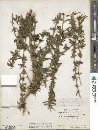 Urtica gracilis image