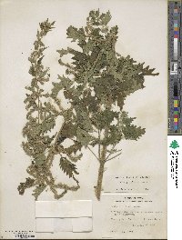 Urtica gracilenta image