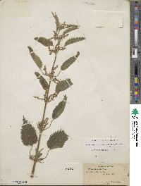 Urtica gracilis subsp. holosericea image