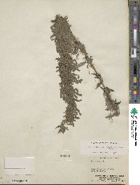 Urtica gracilis subsp. holosericea image