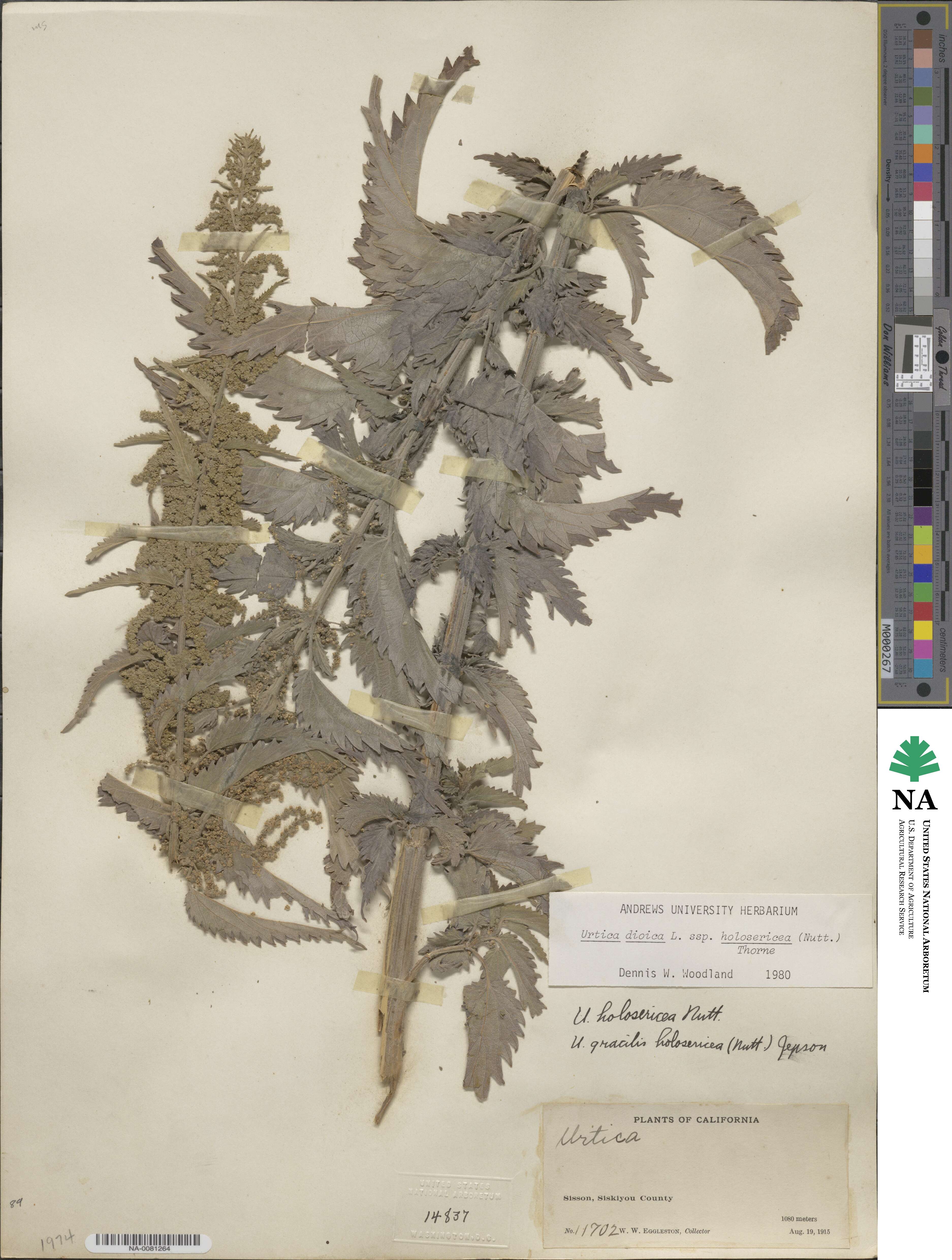 Urtica gracilis subsp. holosericea image