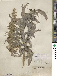 Urtica gracilis subsp. holosericea image