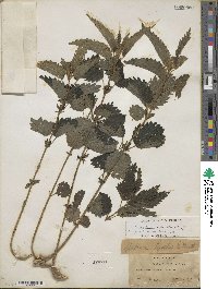 Urtica gracilis subsp. gracilis image