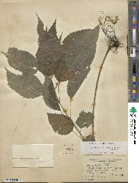 Urtica gracilis subsp. gracilis image