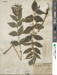 Urtica gracilis image