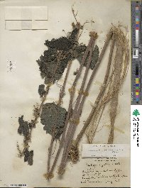 Urtica gracilis subsp. gracilis image