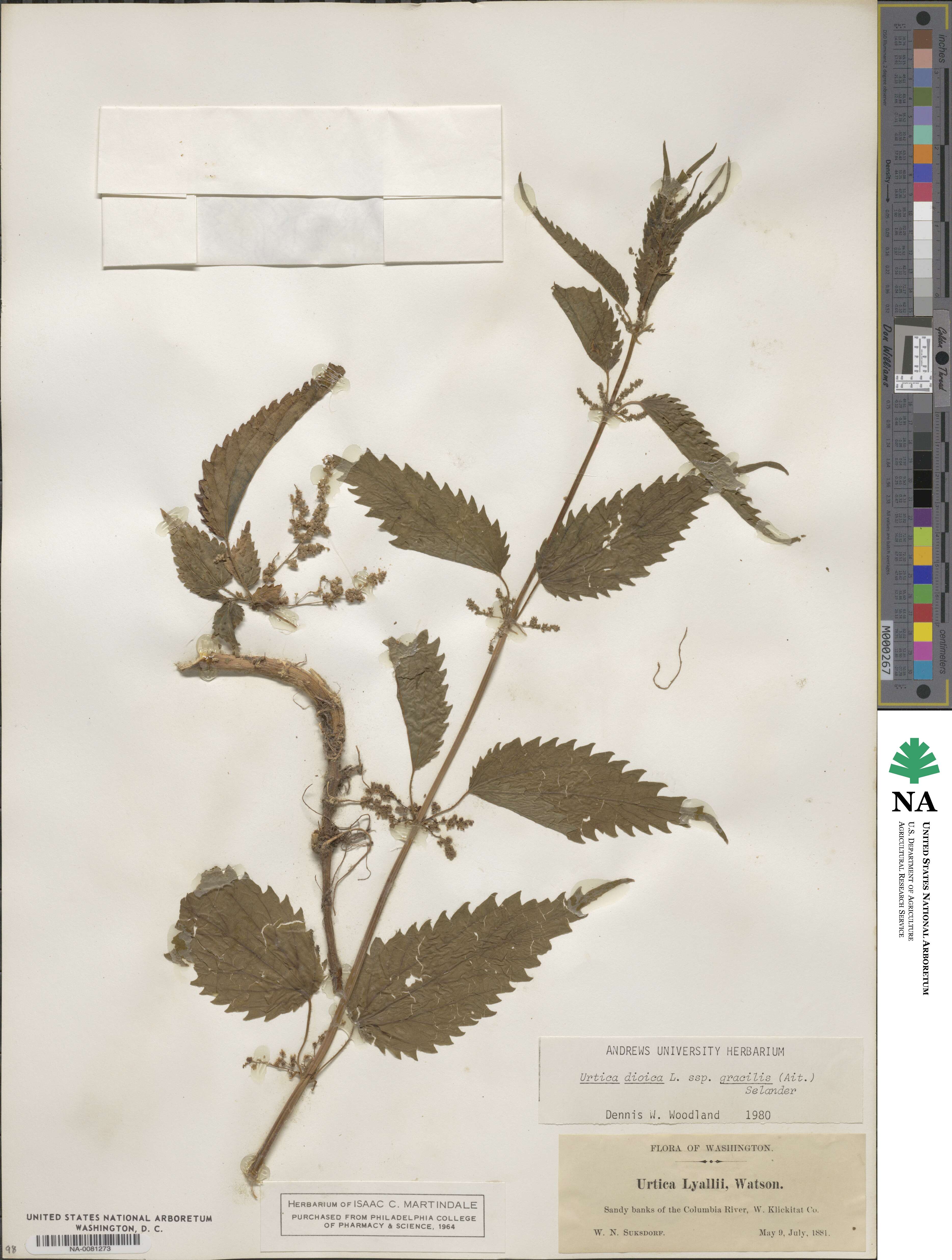 Urtica gracilis subsp. gracilis image