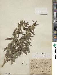 Urtica gracilis subsp. holosericea image