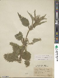 Urtica gracilis subsp. holosericea image