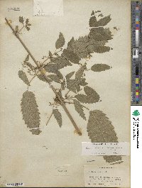 Urtica gracilis subsp. holosericea image