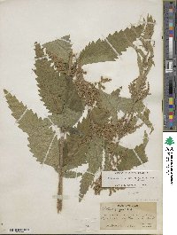 Urtica gracilis image