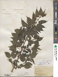 Urtica dioica image