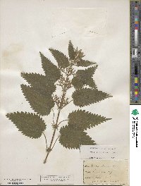 Urtica dioica image