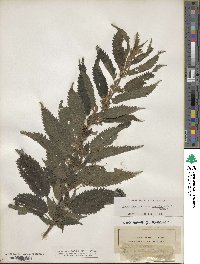 Urtica dioica image