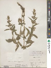 Urtica gracilis subsp. gracilis image