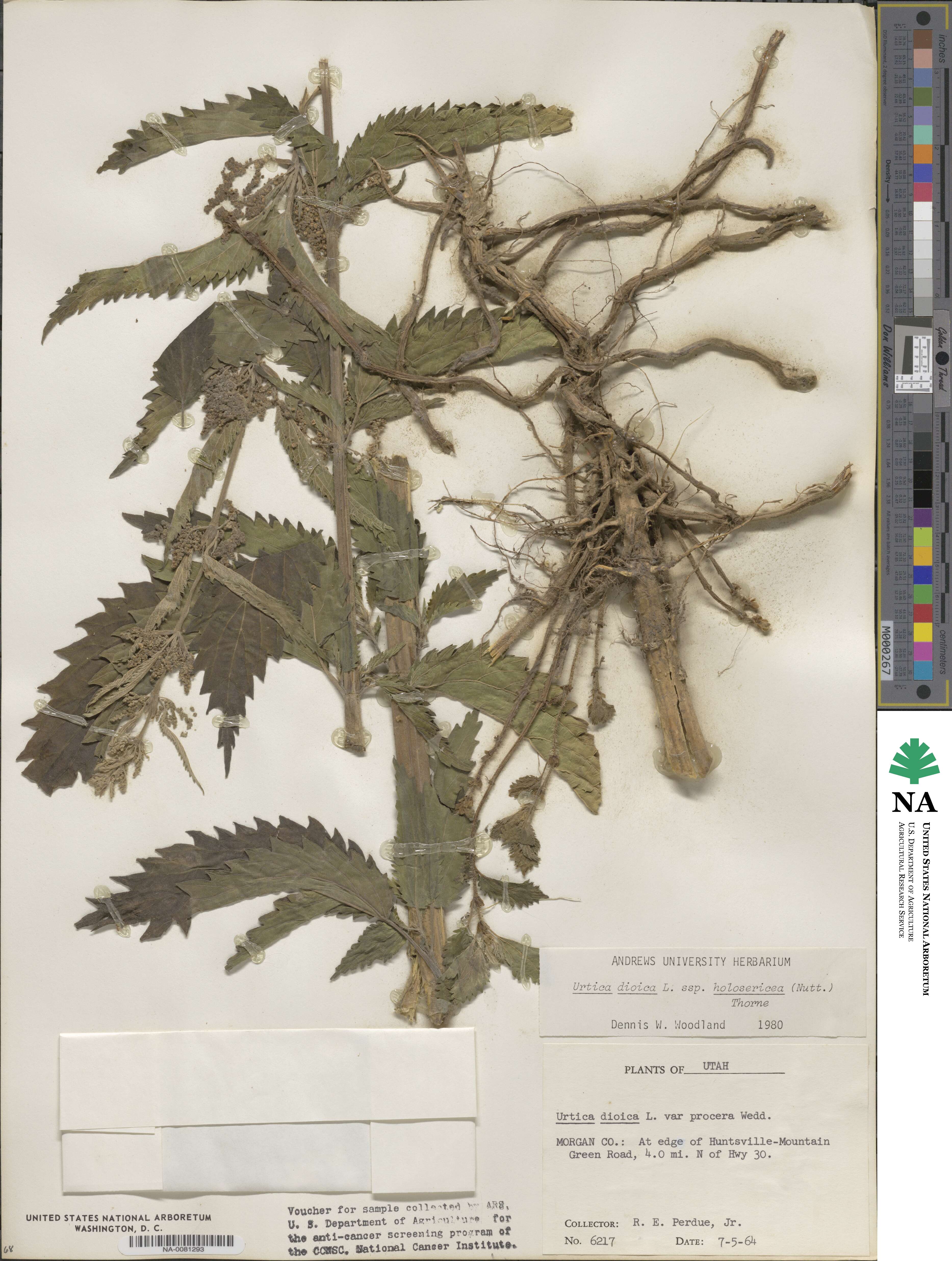 Urtica gracilis subsp. holosericea image