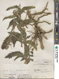 Urtica gracilis image