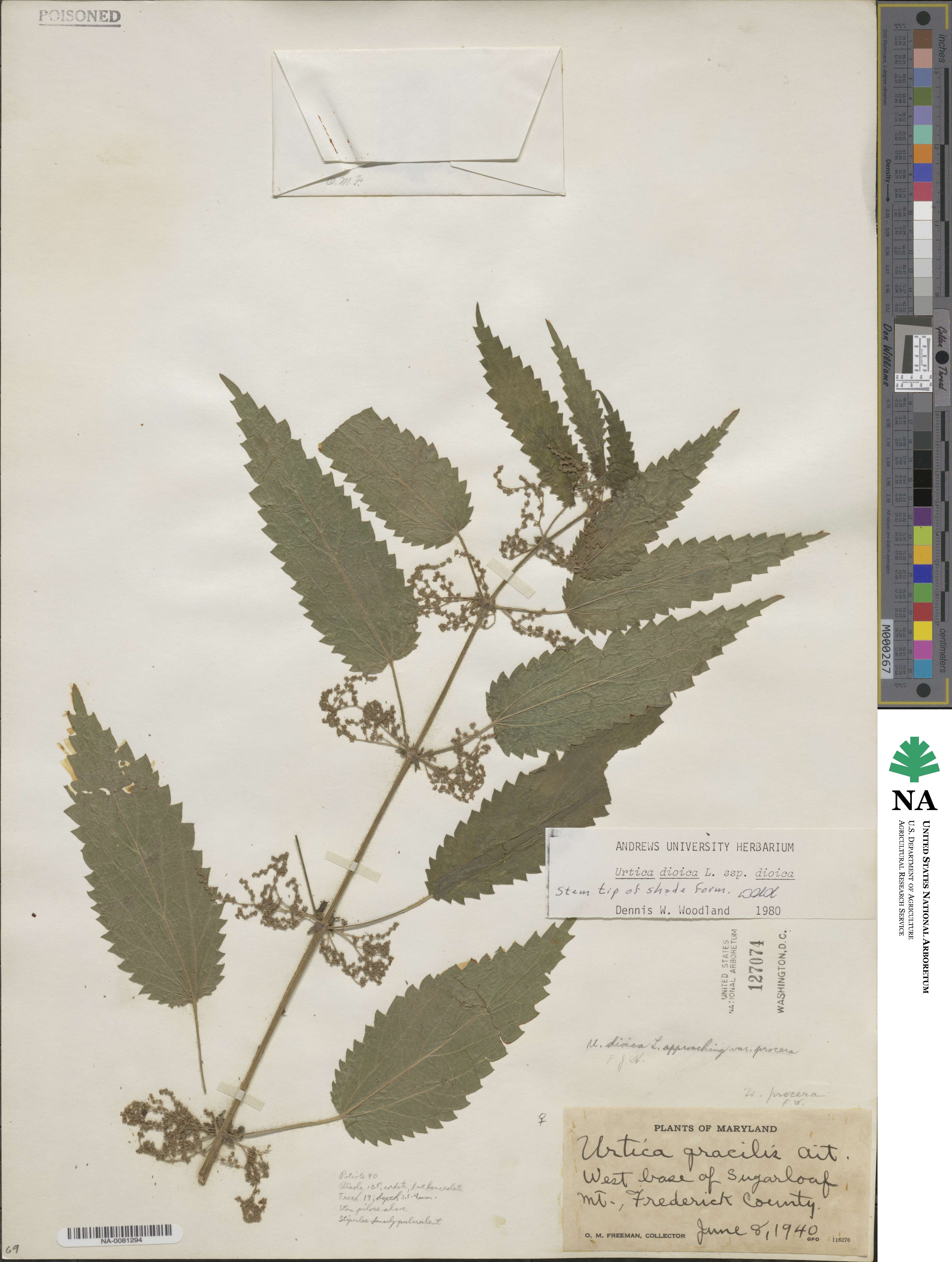 Urtica dioica image