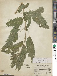 Urtica gracilis subsp. gracilis image