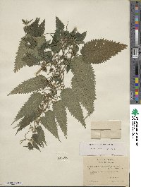 Urtica dioica subsp. dioica image