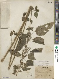 Urtica dioica image