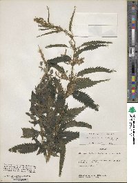 Urtica gracilis image