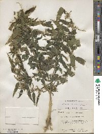 Urtica gracilis subsp. gracilis image