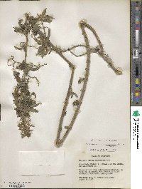 Urtica gracilis subsp. holosericea image