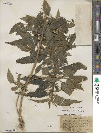 Urtica gracilis image