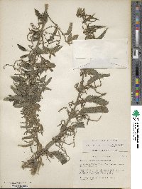 Urtica gracilis image