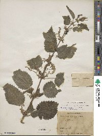 Urtica gracilis image