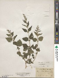 Image of Urtica chamaedryoides