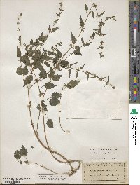 Urtica chamaedryoides image