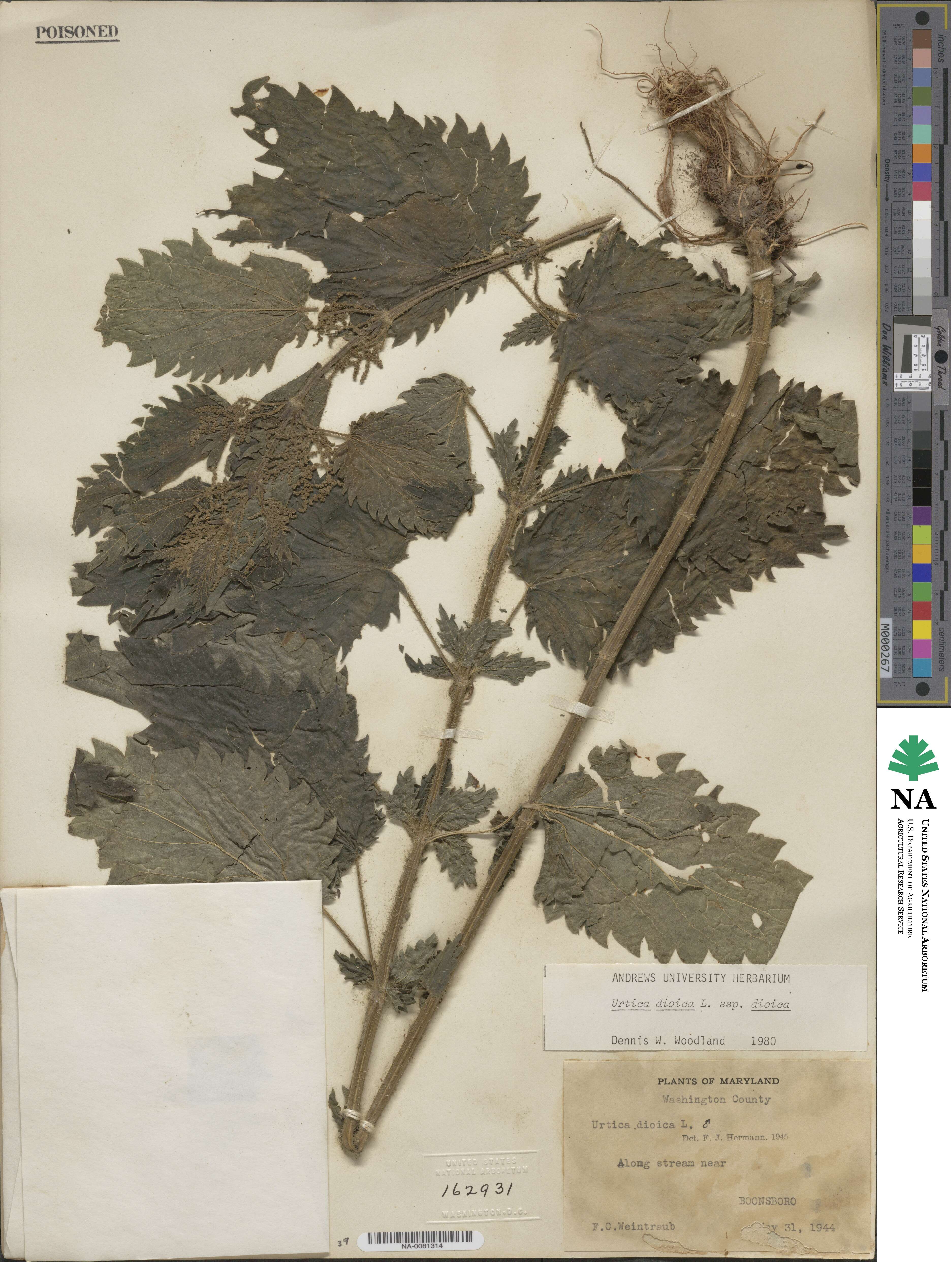 Urtica dioica subsp. dioica image