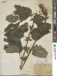 Urtica dioica image