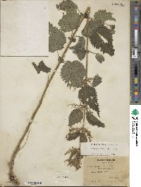 Urtica dioica image