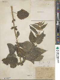 Urtica dioica image