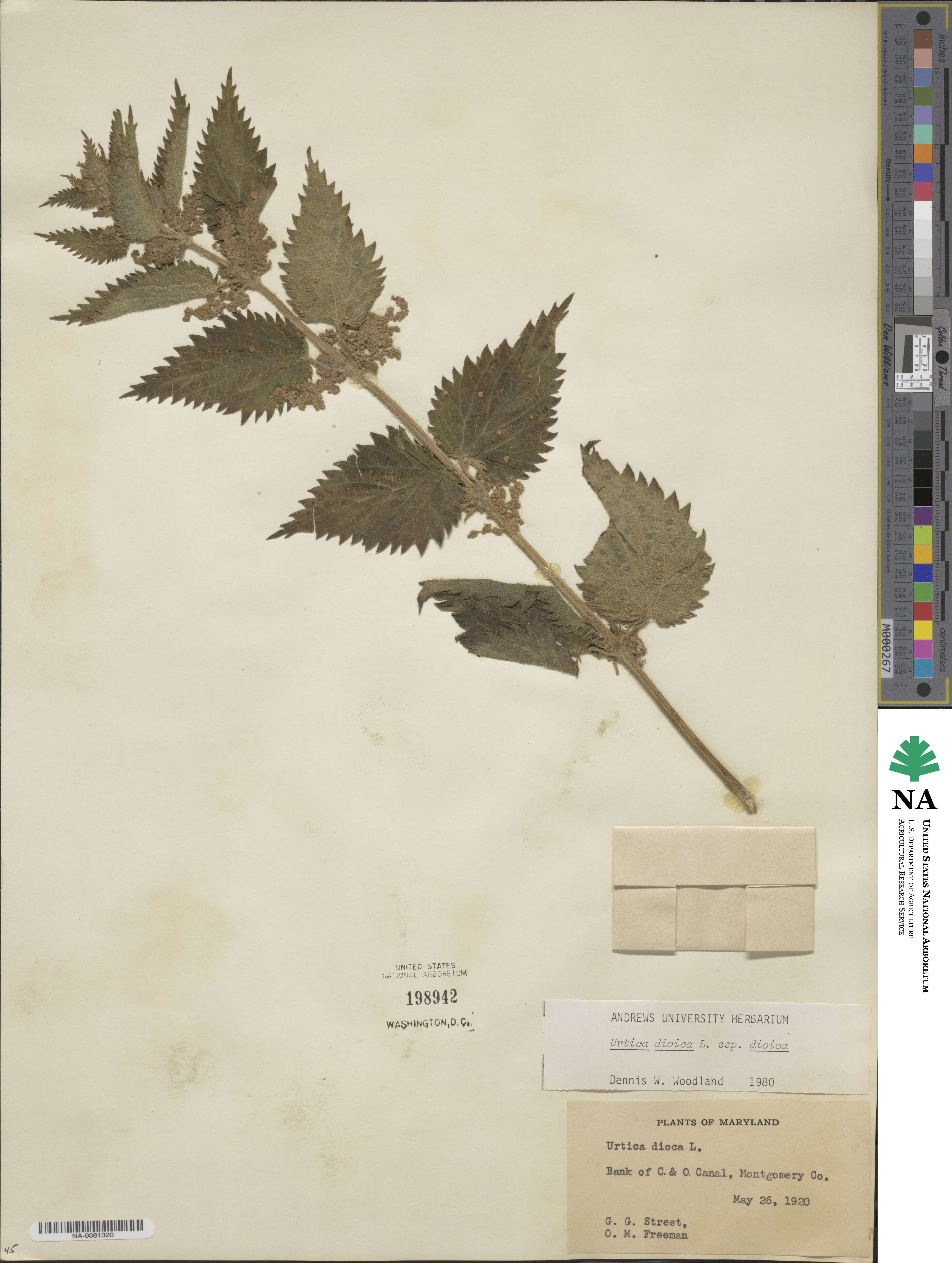 Urtica dioica subsp. dioica image