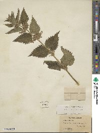 Urtica dioica subsp. dioica image